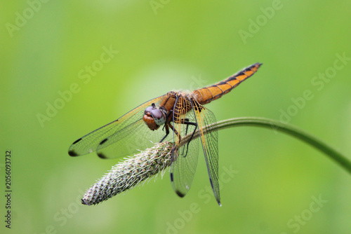Foto The scarce chaser (Libellula fulva) brown dragonfly close-up, green blur background, summertime, Europe, Latvia