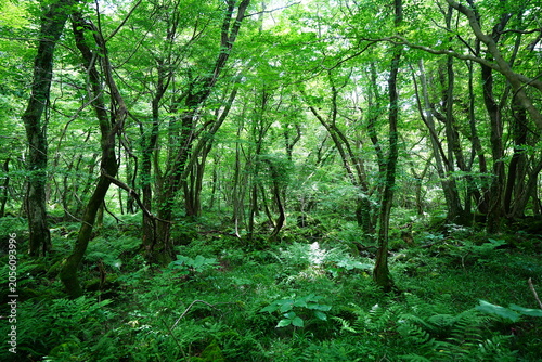 dense wild forest in the spring sunlight
