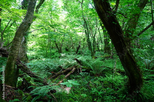 dense wild forest in the spring sunlight
