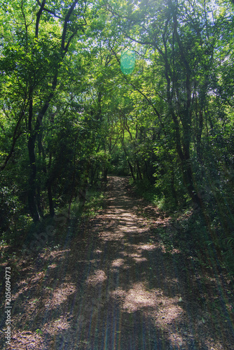 A natural tunnel formed by lush trees in the forest
