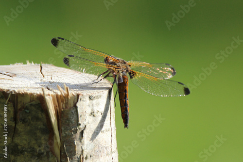 Bild auf Leinwand The scarce chaser (Libellula fulva) brown dragonfly close-up, green blur background, summertime, Europe, Latvia