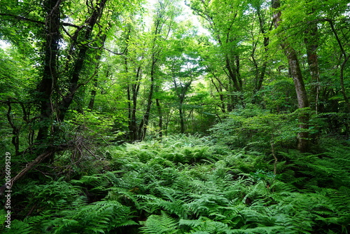 dense wild forest in the spring sunlight
