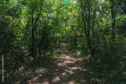A natural tunnel formed by lush trees in the forest