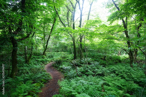 delightful spring forest in the gleaming sunlight