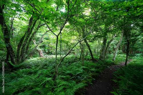delightful spring forest in the gleaming sunlight