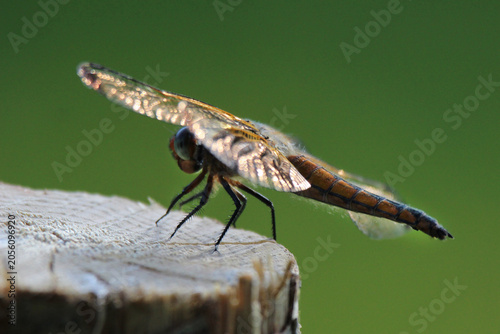 The scarce chaser (Libellula fulva) brown dragonfly close-up, green blur background, summertime, Europe, Latvia. Female, juvenile.