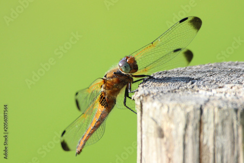 Photos The scarce chaser (Libellula fulva) brown dragonfly close-up, green blur background, summertime, Europe, Latvia
