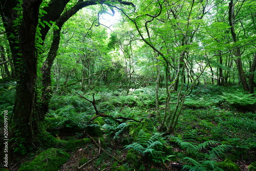 dense wild forest in the spring sunlight
