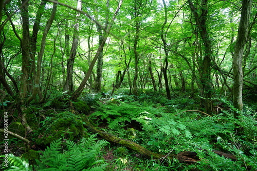 dense wild forest in the spring sunlight
