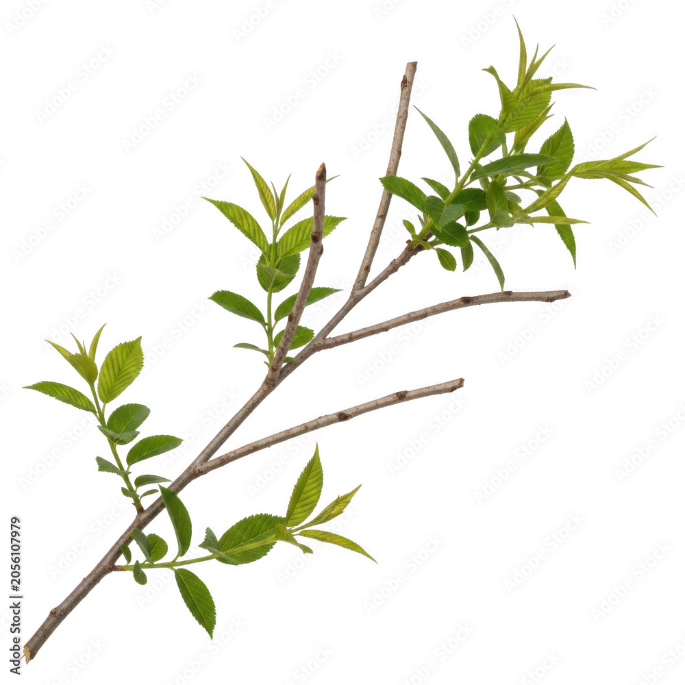 Fototapeta premium Fresh green basil plant with small leaves on branch