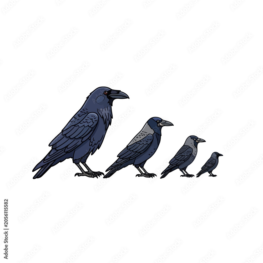 Obraz premium Corvid Bird Species Size Comparison Illustration