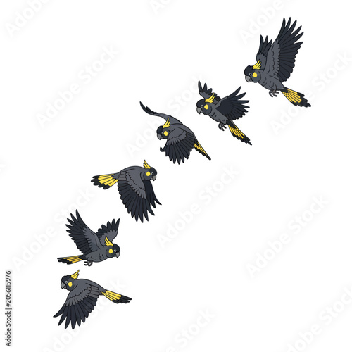 Yellow-Tailed Black Cockatoo Flight Sequence Illustration