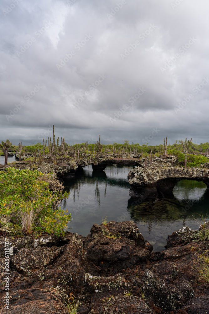 Fototapeta premium Lava rock arches framing tidal pool with cacti, Galapagos Islands. Multiple volcanic bridges over dark water with mangroves and overcast sky.