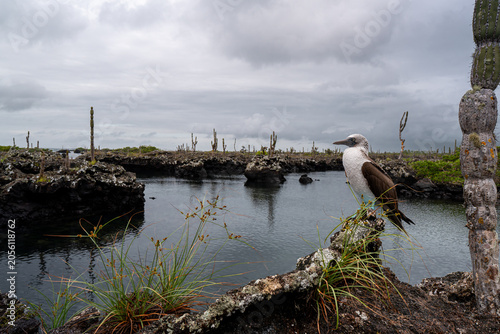 Εκτύπωση καμβά Blue footed booby perched on lava rock, Galapagos Islands