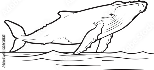 Foto Humpback Whale Breaching Surface With Long Pectoral Fins Line Art