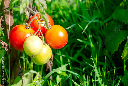 Принти на полотні Organic garden harvest fresh ripe tomatoes growing on vine sustainable agriculture and healthy eating homegrown produce