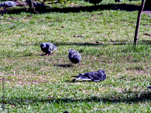 pigeons graze on a green spring lawn