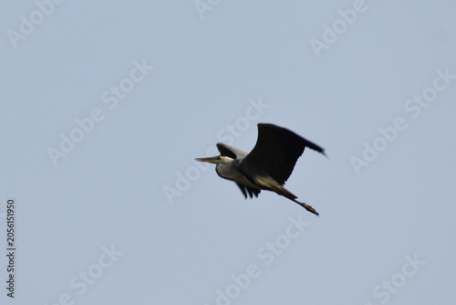 stork in flight