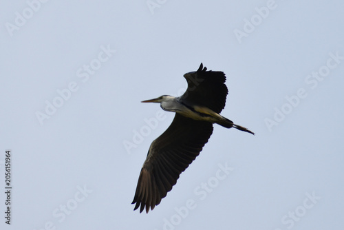 great blue heron