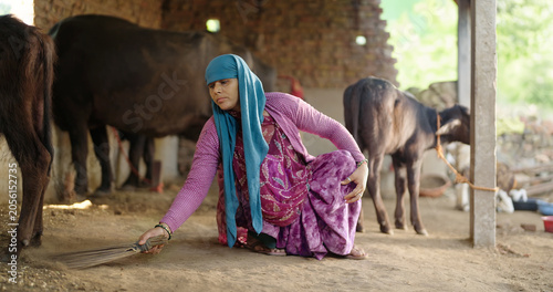 фотографія Indian mature villager lady woman sitting do work clean mud floor indoor cattle