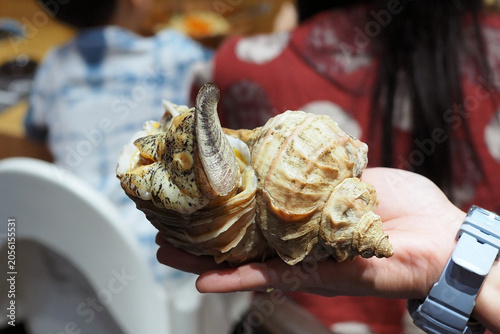 Εκτύπωση καμβά Holding fresh whelk Tsubugai (or Japanese conch shell) for making sashimi in the restuarant