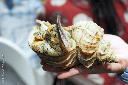 Photos Holding fresh whelk Tsubugai (or Japanese conch shell) for making sashimi in the restuarant