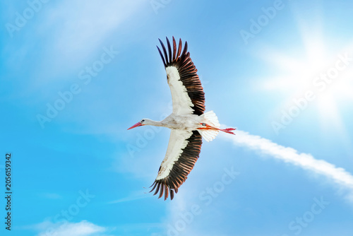 Photos A real white stork (Ciconia ciconia)flying, wings are outstretched against a blue sky