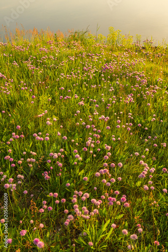 Scenic view of Elbe River through flowering meadow plants. Germany. Nature composition, tranquility and summer countryside atmosphere