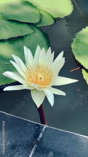 white water lily