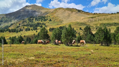 Tablou pe pânză Un troupeau de chevaux de trait en train de brouter dans les champs de myrtilles