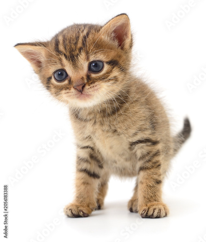 Cute Tabby Kitten Isolated on White Background