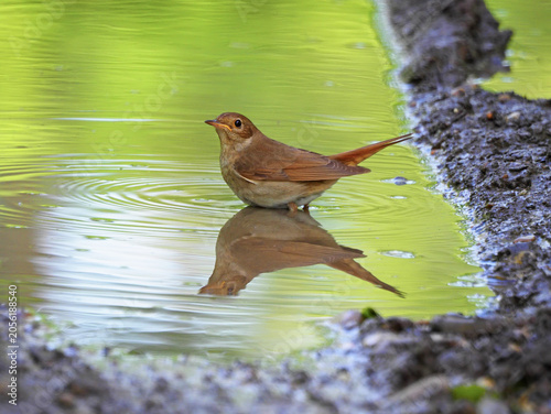 Common nightingale (Luscinia megarhynchos) bathing in a forest stream
