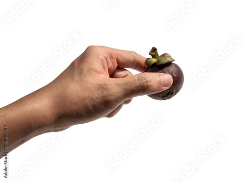 Fotografia Holding a mangosteen in hand, isolated on a PNG background.