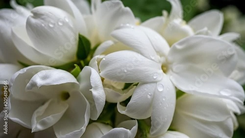 A close up view of delicate white flowers blooming in a lush garden setting