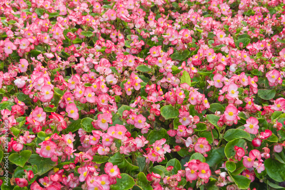Obraz premium a field of pink and white flowers
