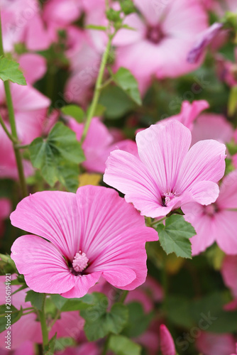 Beautiful pink mallow flowers blooming in the garden.