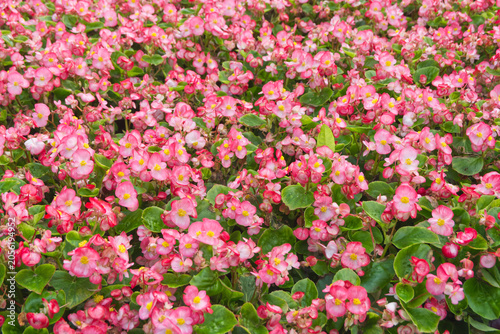 a field of pink and white flowers