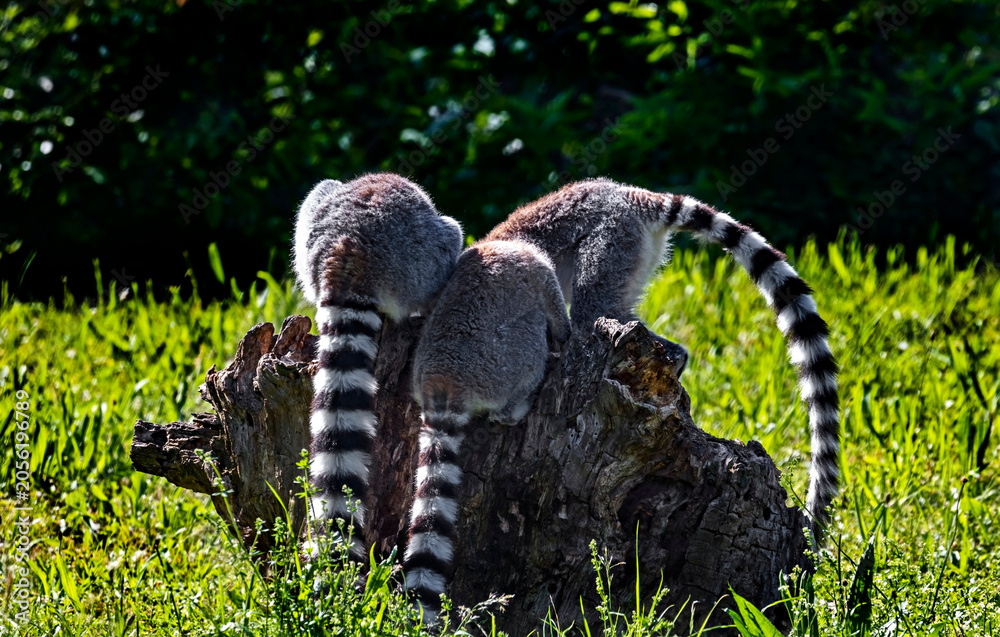 Fototapeta premium Three ring-tailed lemurs on the stump. Latin name - Lemur catta