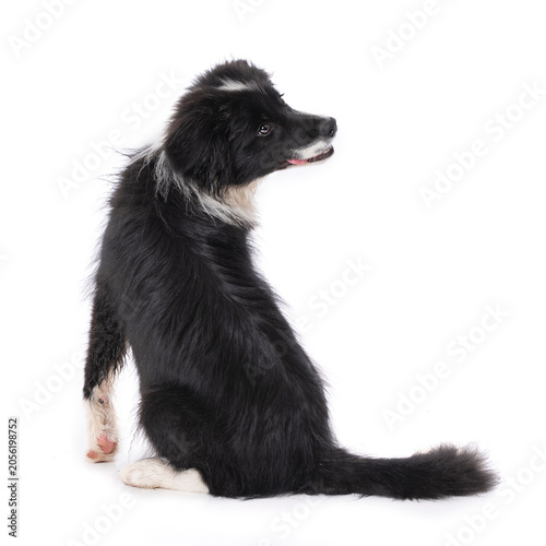 Sitting Border Collie puppy isolated on a white background