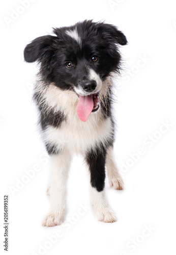 Sitting Border Collie puppy isolated on a white background