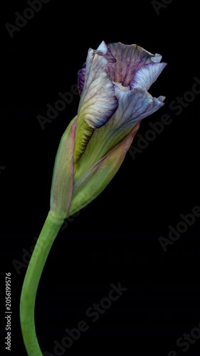 Time lapse of iris flower opening. Spring flower iris blooming on black background.	