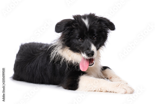 Lying Border Collie puppy isolated on a white background
