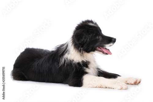 Lying Border Collie puppy isolated on a white background