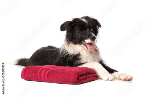 Liegender Border Collie Welpe mit Handtuch isoliert auf weißem Grund