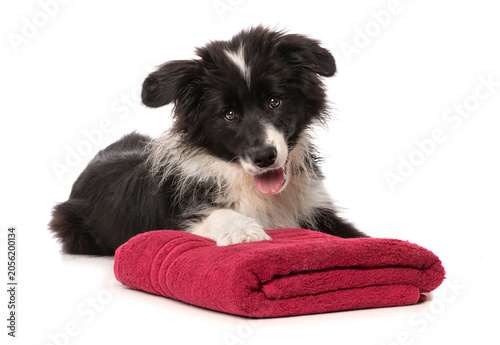 Liegender Border Collie Welpe mit Handtuch isoliert auf weißem Grund