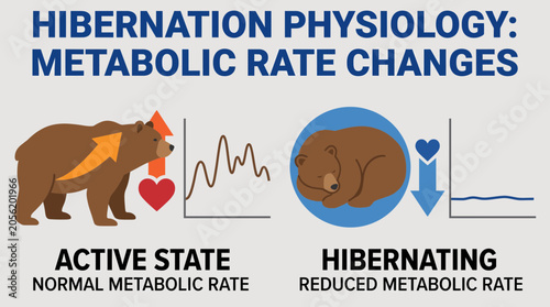 Canvastavla Hibernation Physiology Metabolic Rate Changes