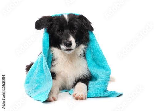 Liegender Border Collie Welpe mit Handtuch
