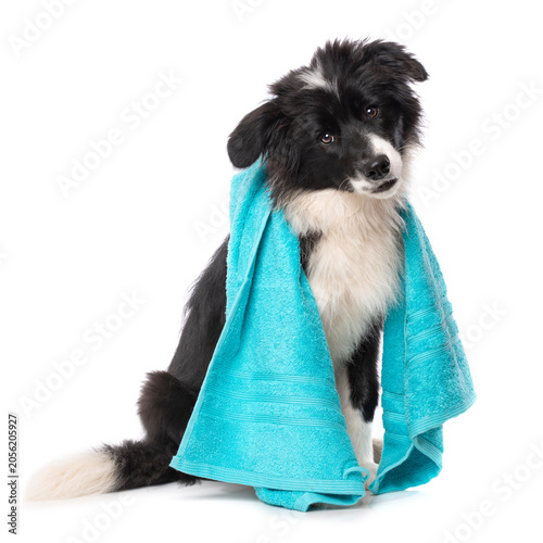 Sitzender Border Collie Welpe mit Handtuch isoliert auf weißem Grund