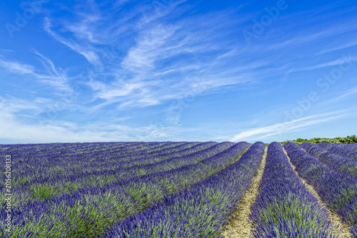 Champ de lavande au printemps dans le sud de la France