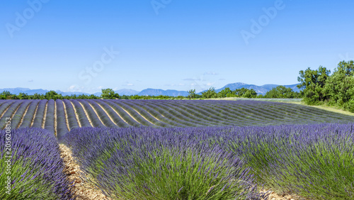 Foto Champ de lavande au printemps dans le sud de la France